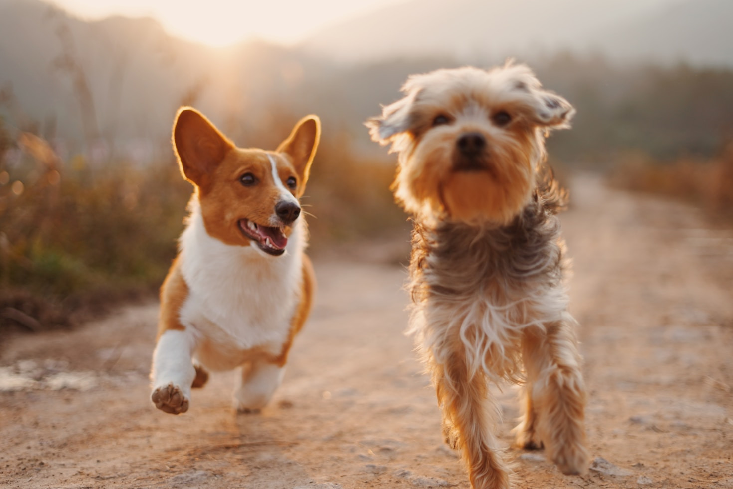 Best Dog Breeds for First-Time Owners