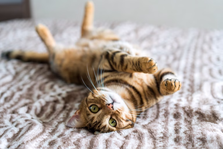 8 Pets That May Keep You up at Night – What to Know Before You Adopt